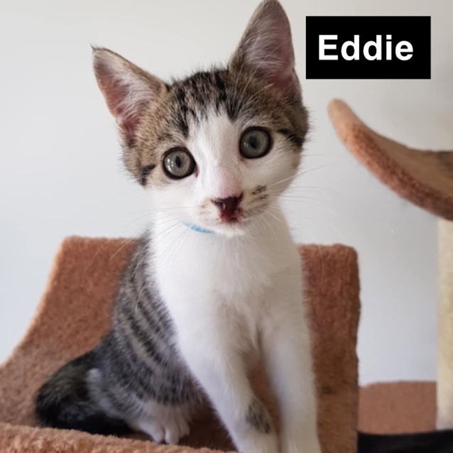 Photo of Eddie   Petstock