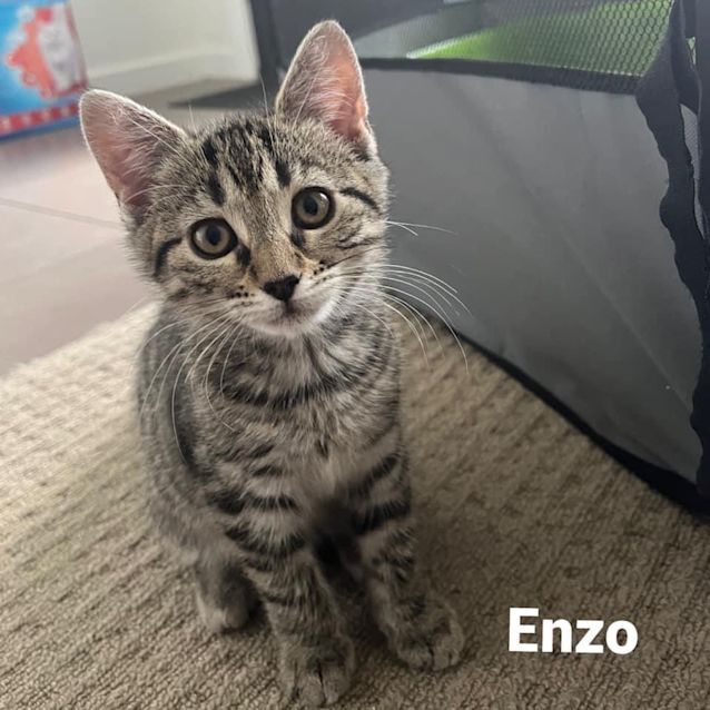 Photo of Enzo