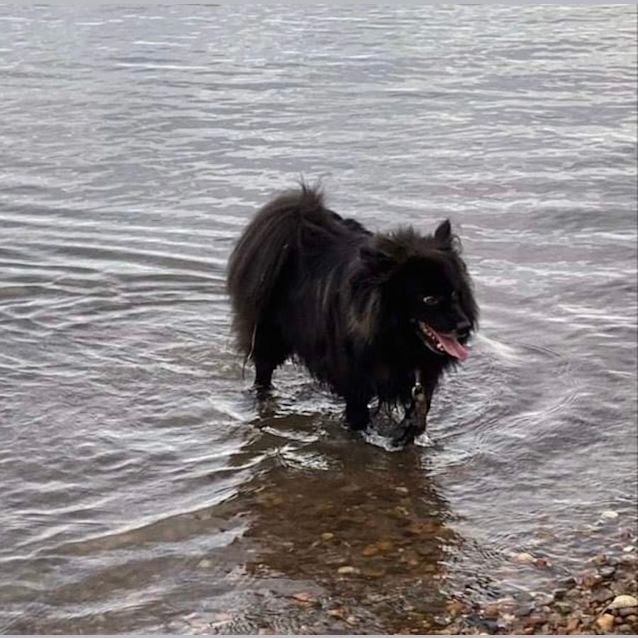 Photo of Jett 🥎 German Spitz X, 6yo (On Trial 16/2/24)