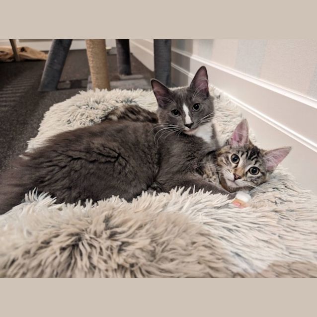 Photo of Alexander & Hecate