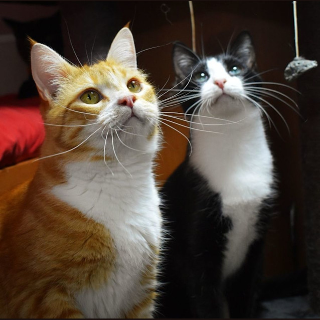 Photo of Daffy And Owen 