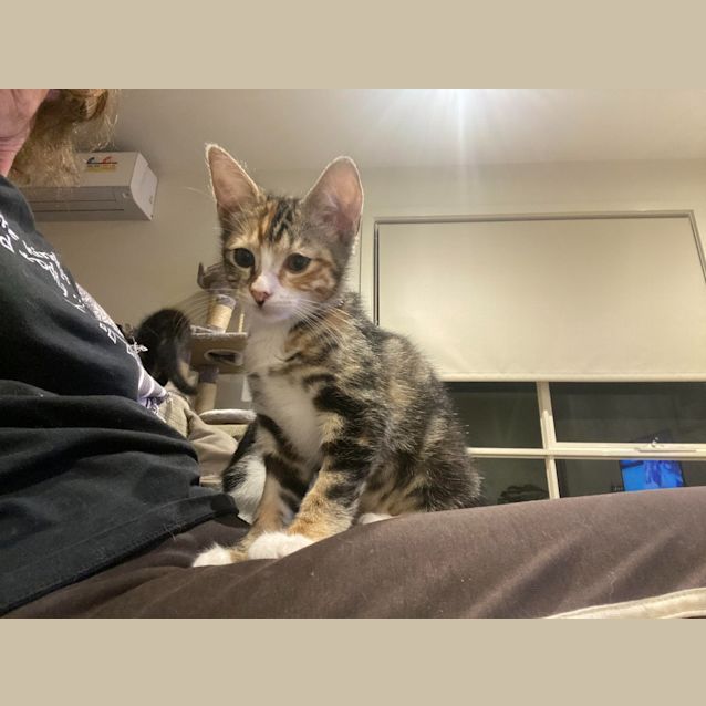 Photo of Phoebe