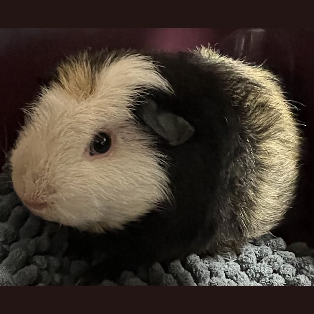 Photo of Morty
