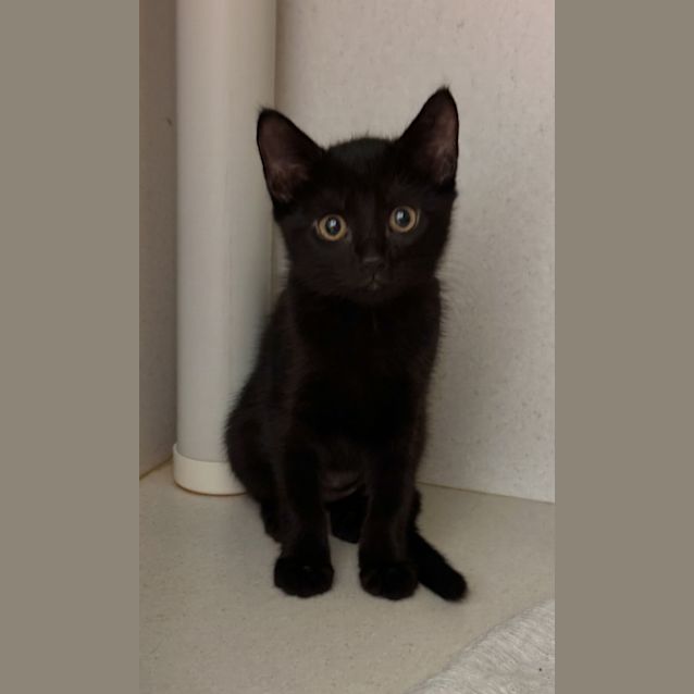 Photo of Nymeria 