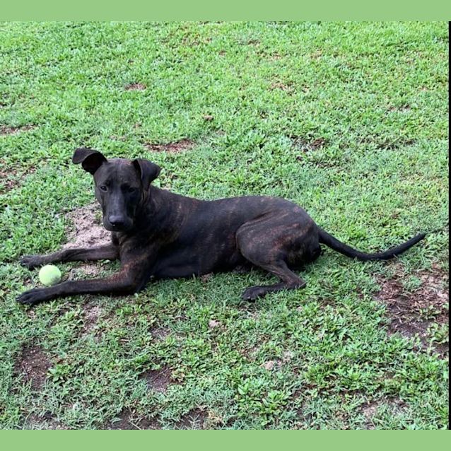 Photo of Buddy