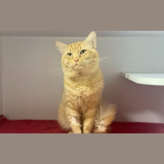 Photo of Mr Yoyo Meow