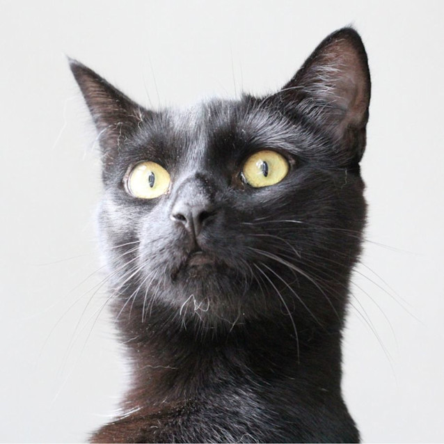Photo of Laszlo