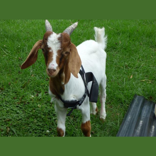 Photo of George Mini Boar Goat
