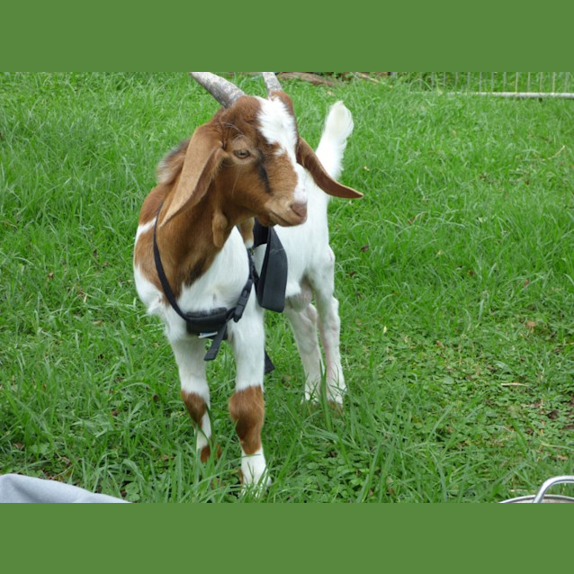 Photo of George Mini Boar Goat