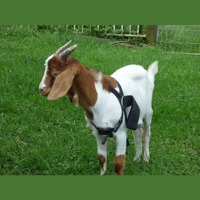 Photo of George Mini Boar Goat