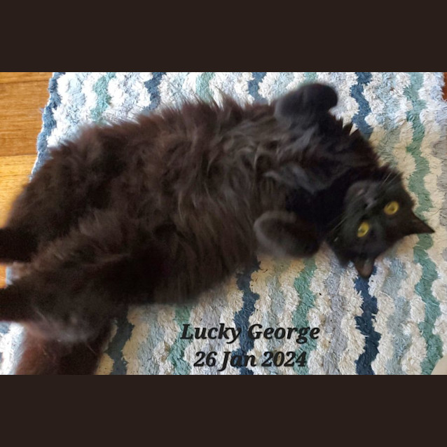 Photo of Lucky George 