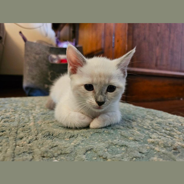 Photo of Marsh Meowlow