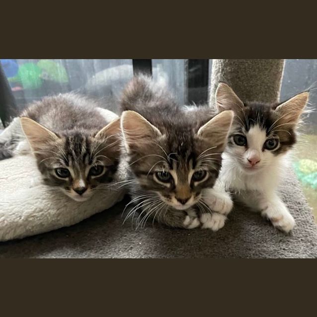 Photo of Otto   Located In Bentleigh East