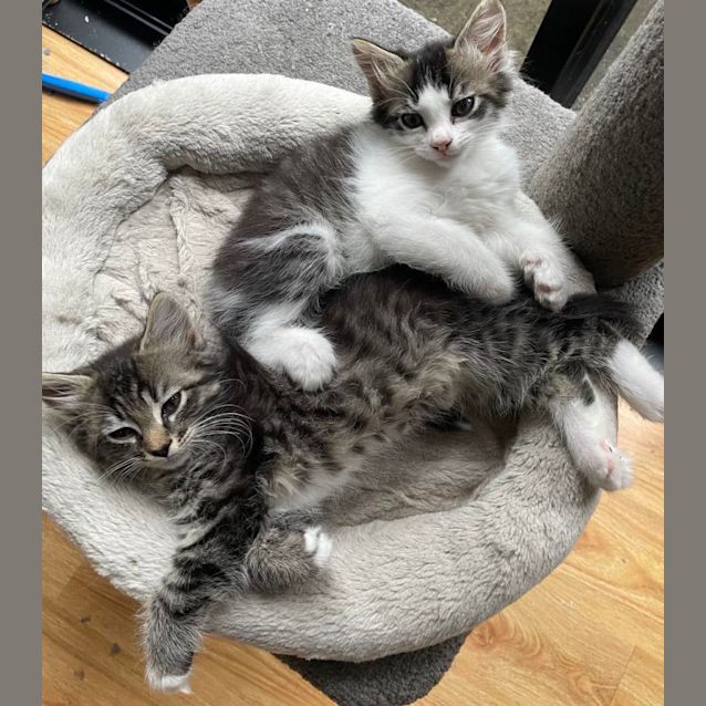 Photo of Otto   Located In Bentleigh East