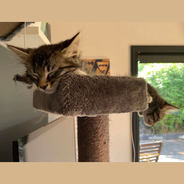 Photo of Otto   Located In Bentleigh East