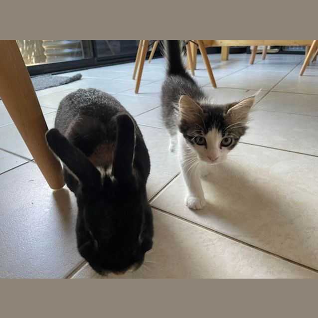 Photo of Sven   Located In Bentleigh East