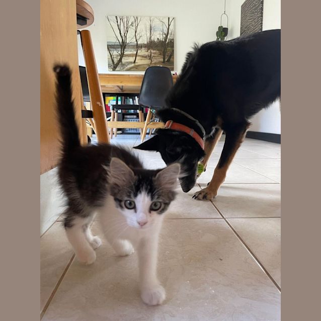 Photo of Sven   Located In Bentleigh East