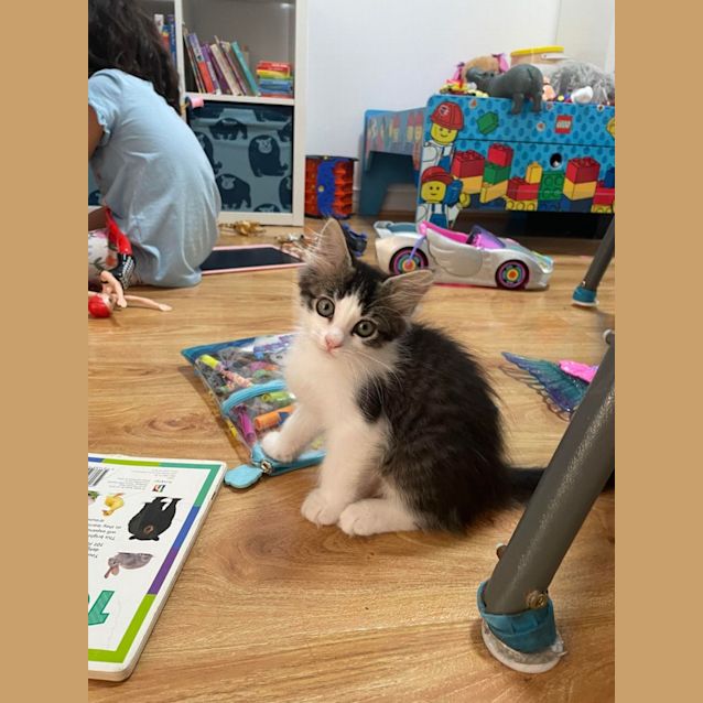 Photo of Sven   Located In Bentleigh East