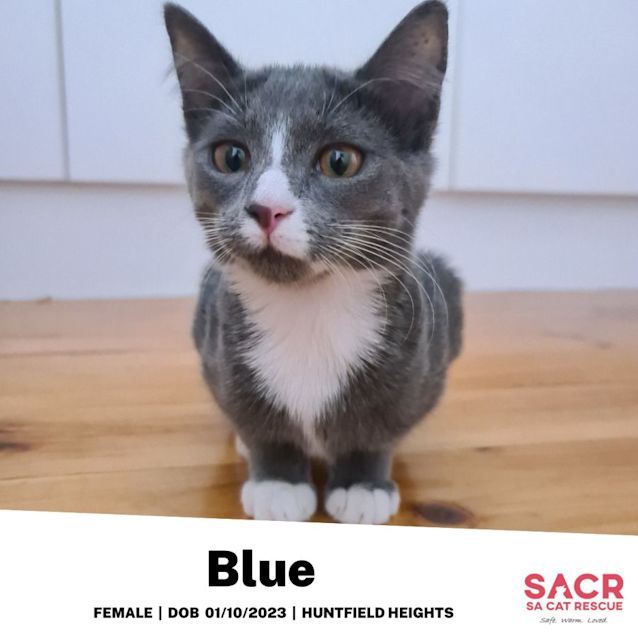Photo of Blue