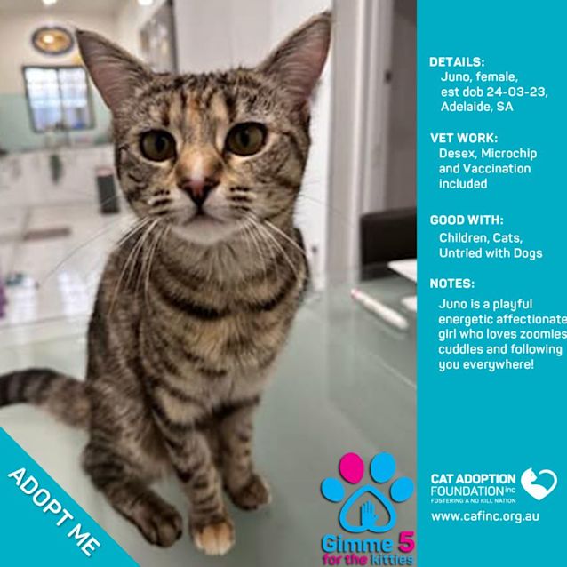 Photo of Juno Just $50 Limited Time!