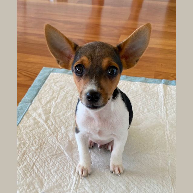 Photo of Sprout
