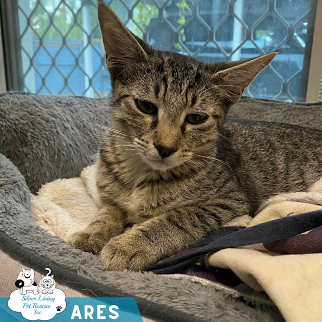 Photo of Ares