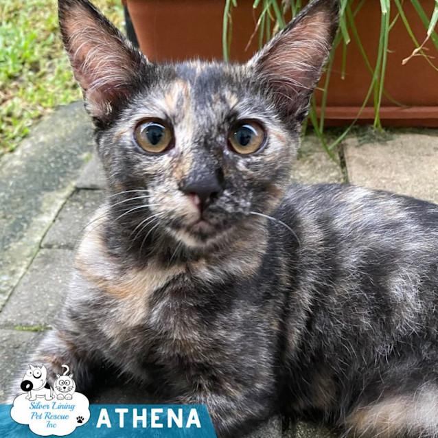 Photo of Athena