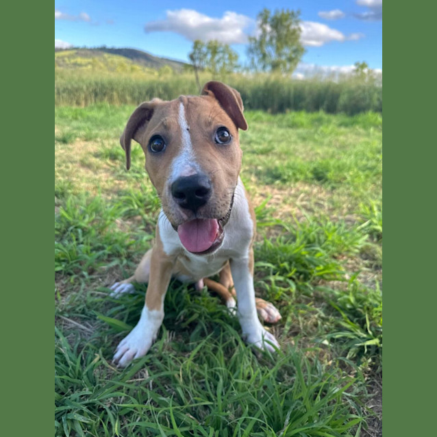 Photo of Comet 