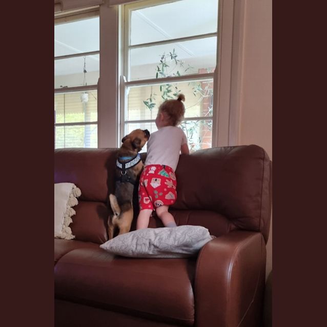 Photo of Hank   1 Year Old Pug X Chihuahua (Trial)