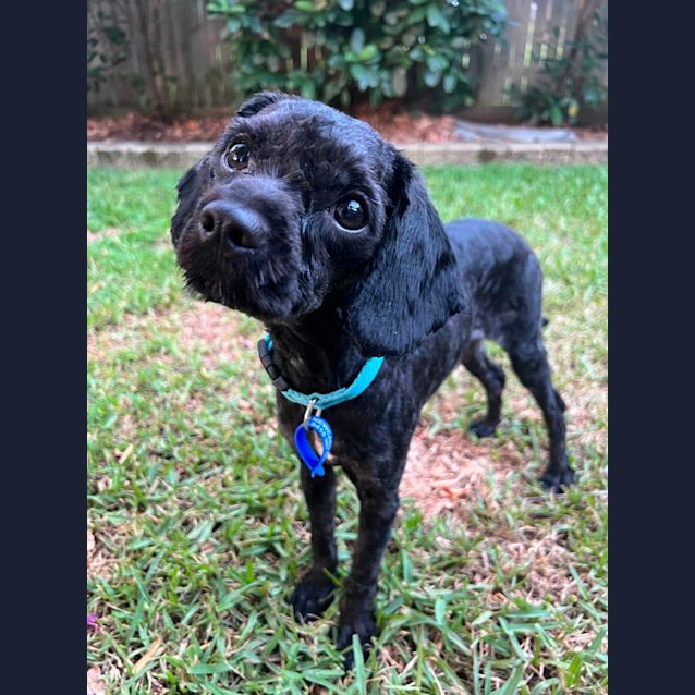 Photo of Zip   8 Month Old Spoodle (Trial)
