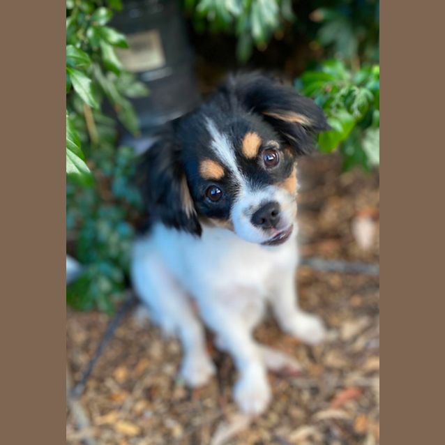 Photo of Cupcake