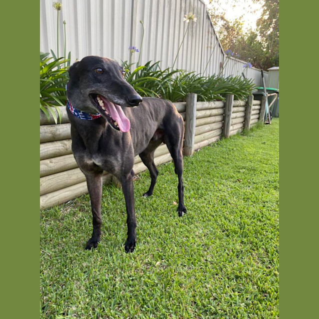 Photo of Kevin Greyhound