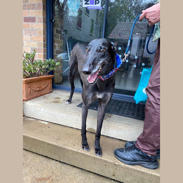 Photo of Kevin Greyhound