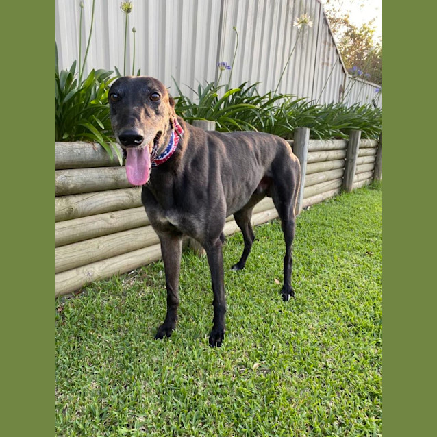 Photo of Kevin Greyhound