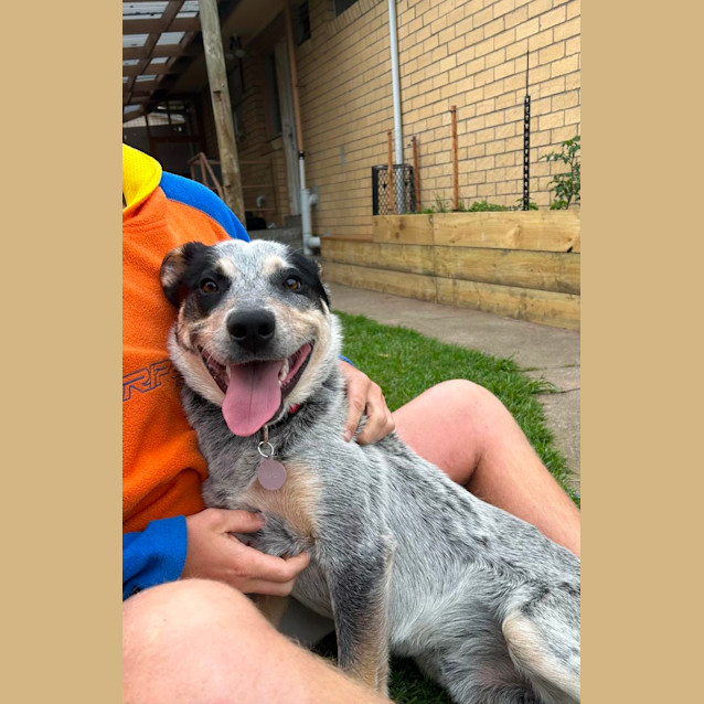 Photo of Bluey