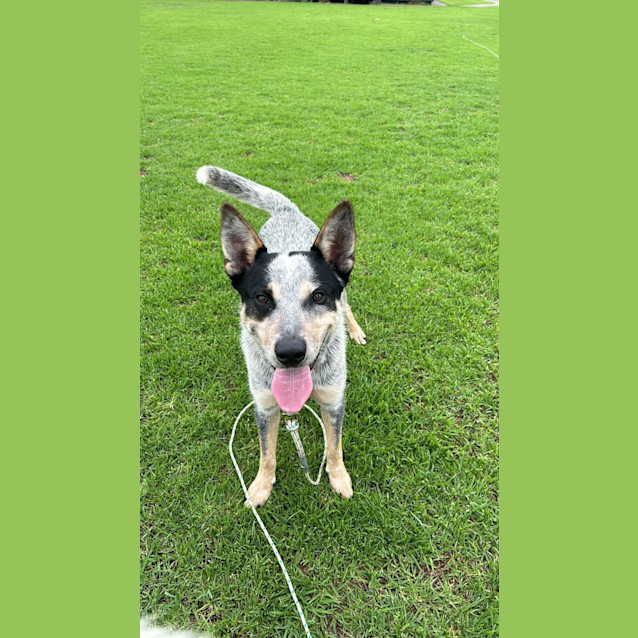 Photo of Bluey