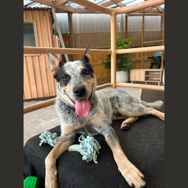 Photo of Bluey