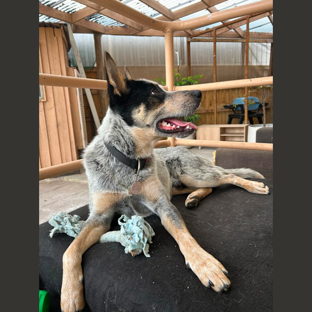 Photo of Bluey