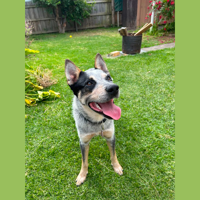 Photo of Bluey