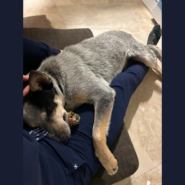 Photo of Bluey