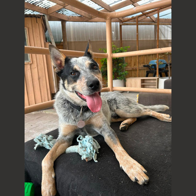 Photo of Bluey