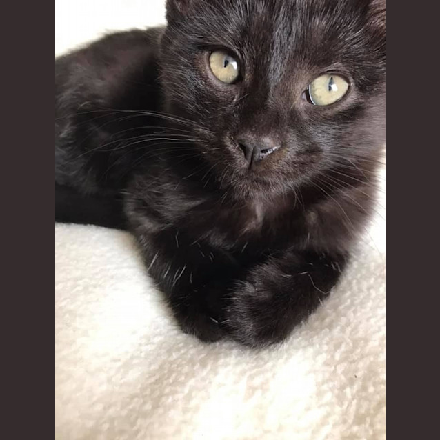 Photo of Lovey