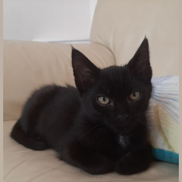 Photo of Ash