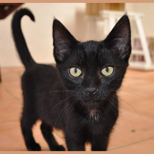 Photo of Maple