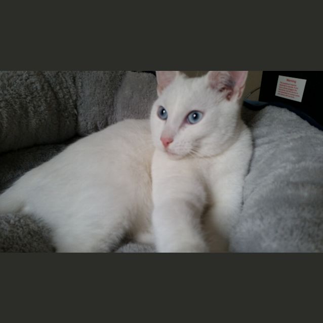Photo of Snowy