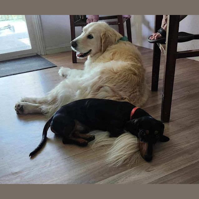 Photo of Ziggy Pupppy