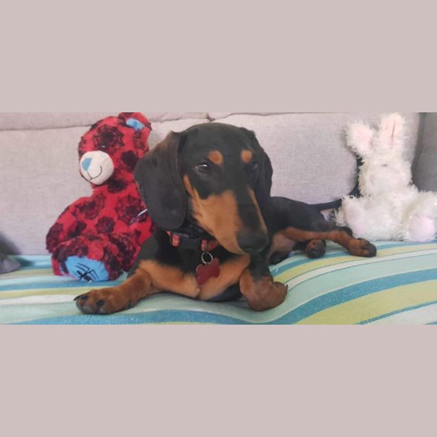 Photo of Ziggy Pupppy