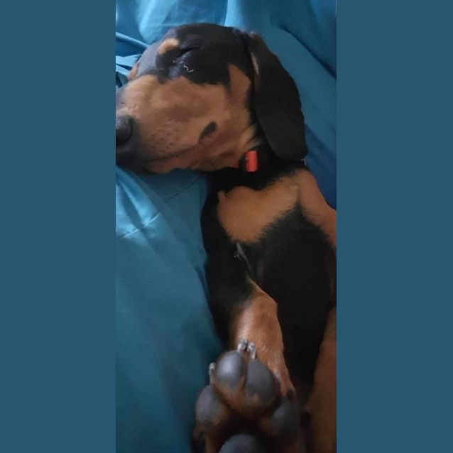 Photo of Ziggy Pupppy