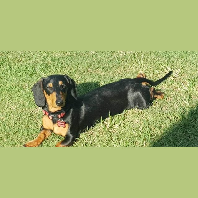 Photo of Ziggy Pupppy