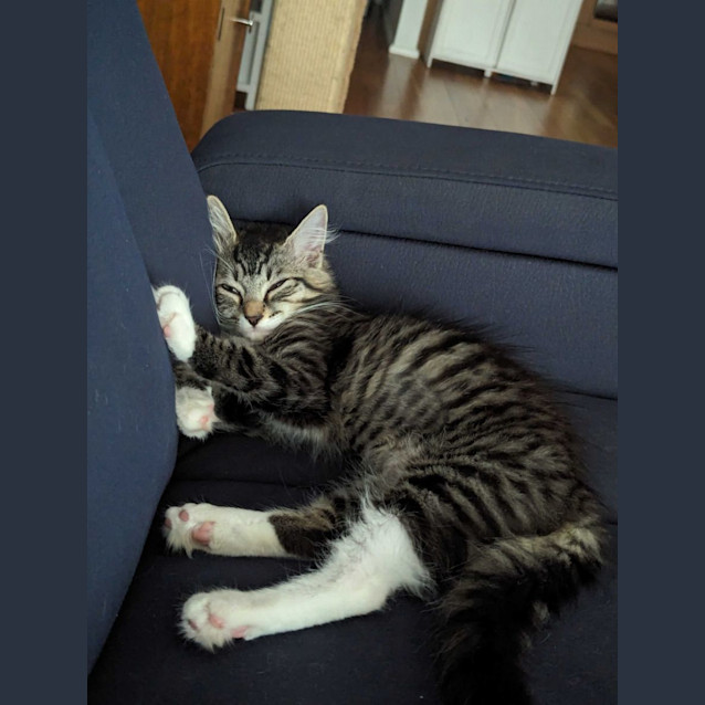Photo of Fuzzy